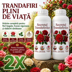 2X Secretul Trandafirilor