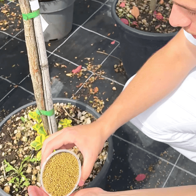 Secretul Florarului Expert – Granule