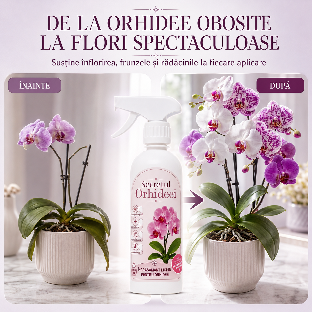 Secretul Orhideei