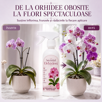 Secretul Orhideei